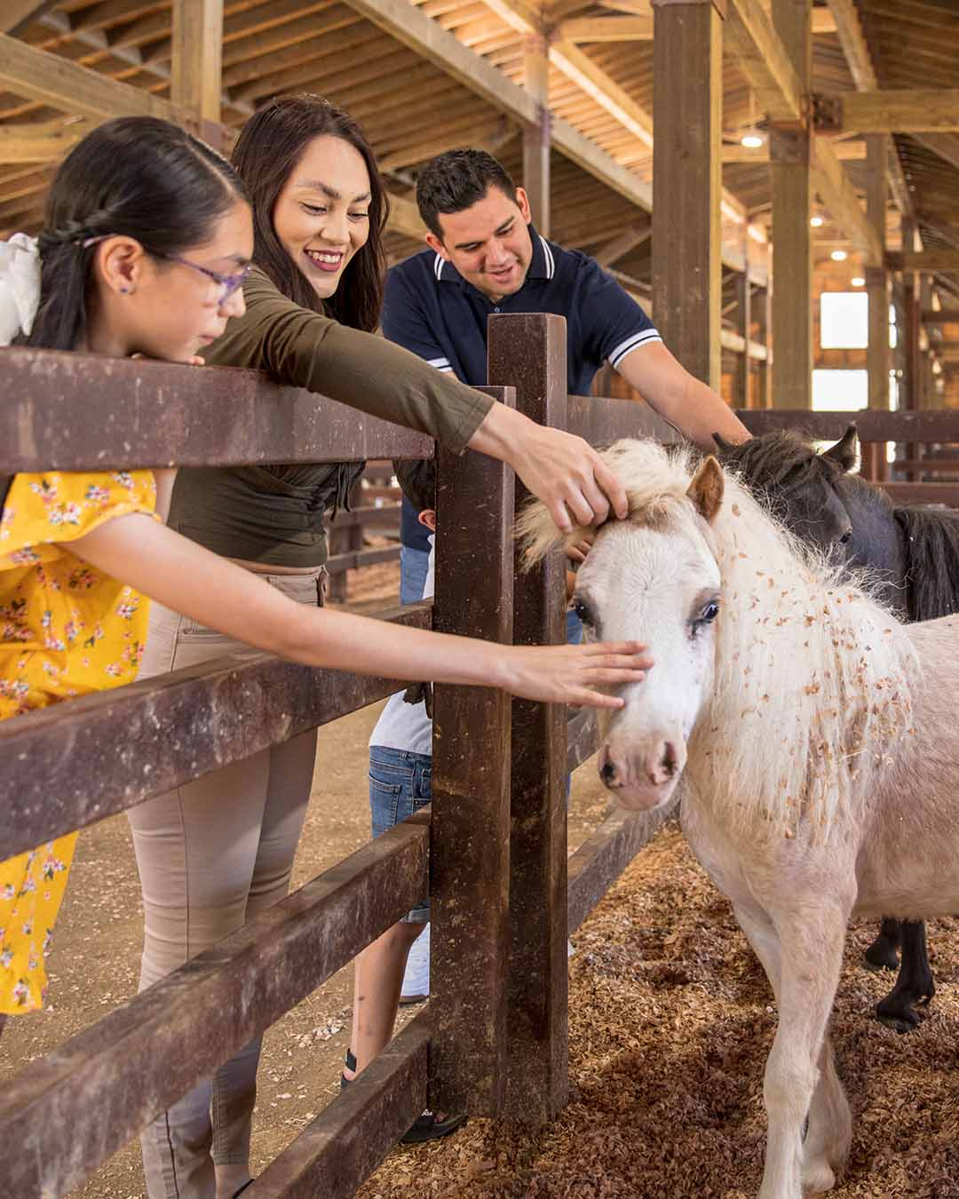 Children feeding a small farm animal through a wooden fence