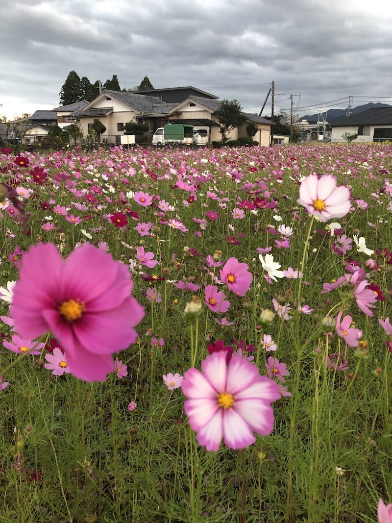 Sunflower Fields (Himawari no Sato)