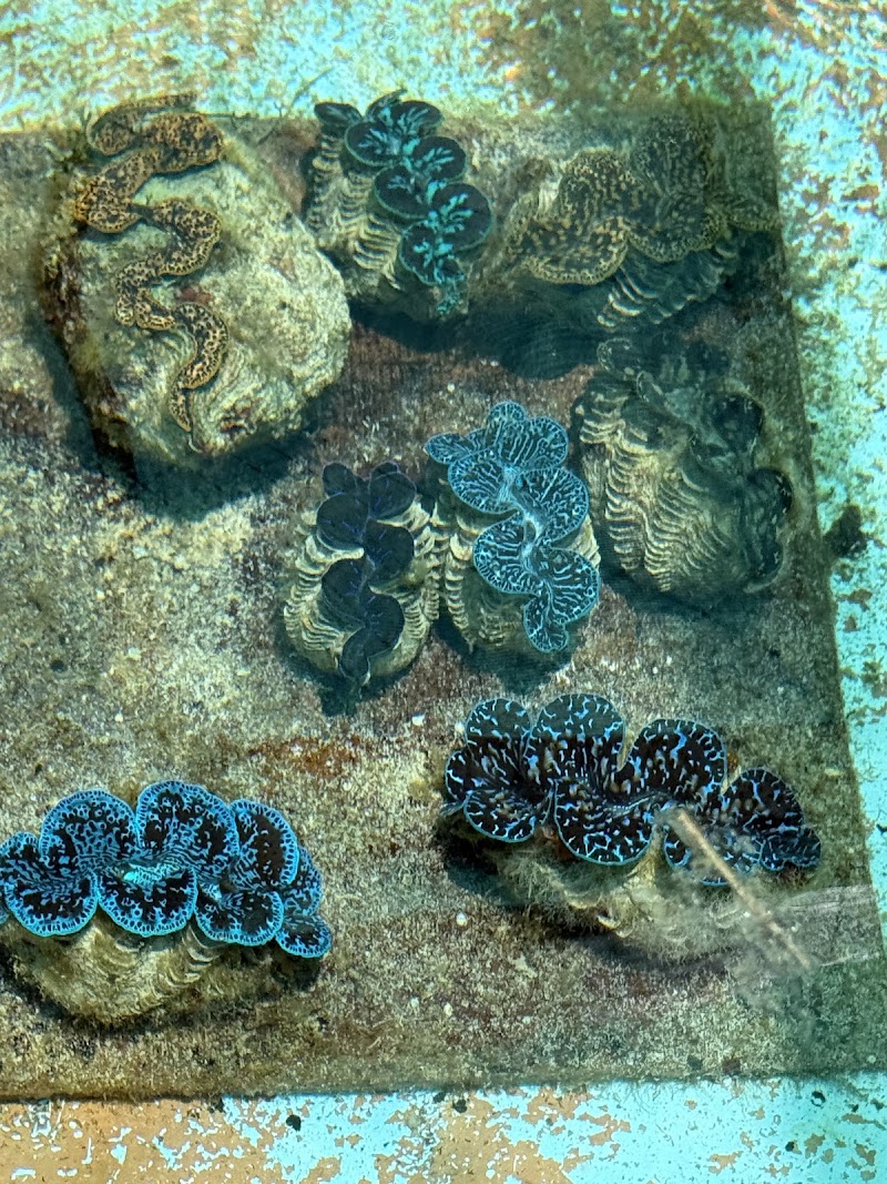 Aitutaki Marine Sports Centre