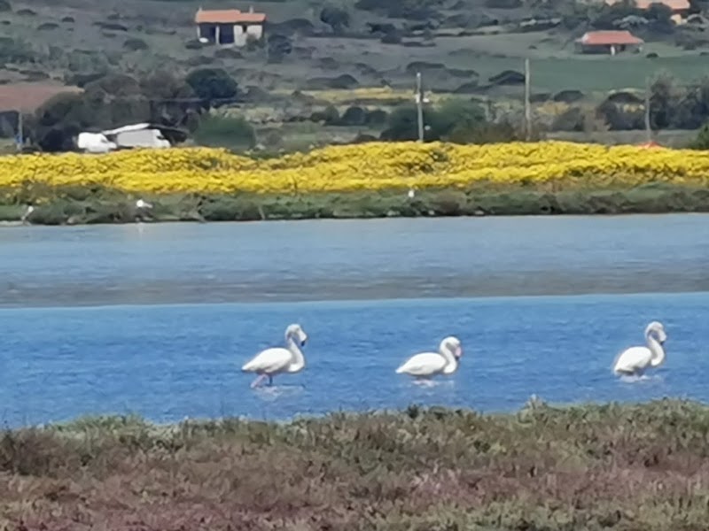 Cabras Lagoon