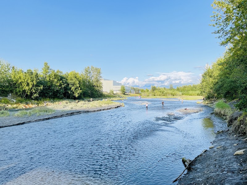 Ship Creek Salmon Viewing