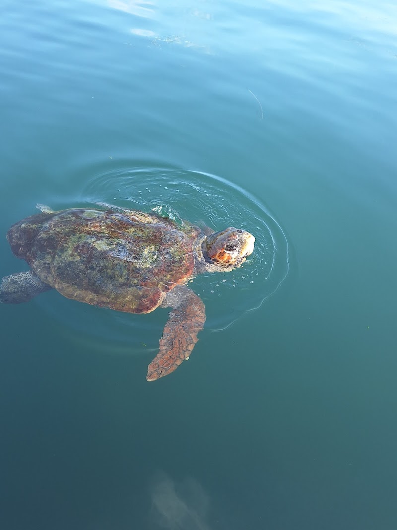 Kefalos Caretaker Turtles