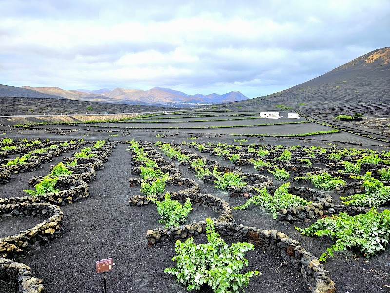 La Geria Wine Region