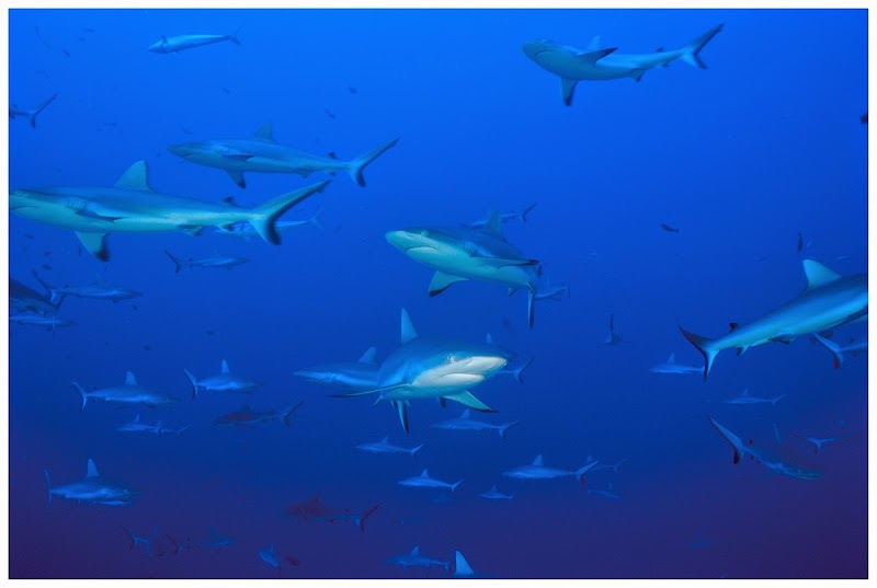 Tiputa Pass Drift Dive