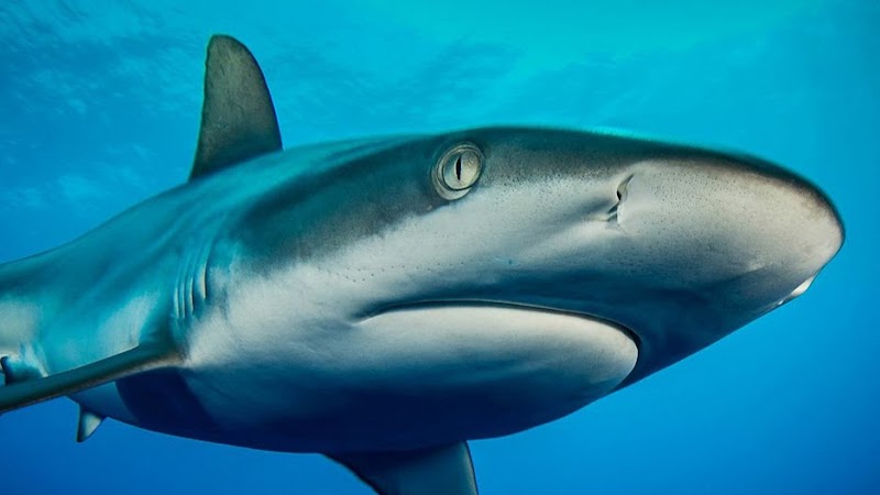 Six Island Shark Feeding