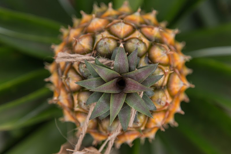 Pineapple Plantation