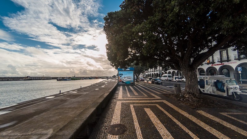 Whale and Dolphin Watching