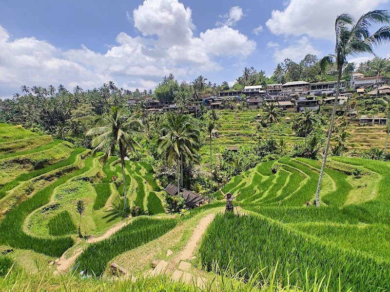 Tegalalang Rice Terraces