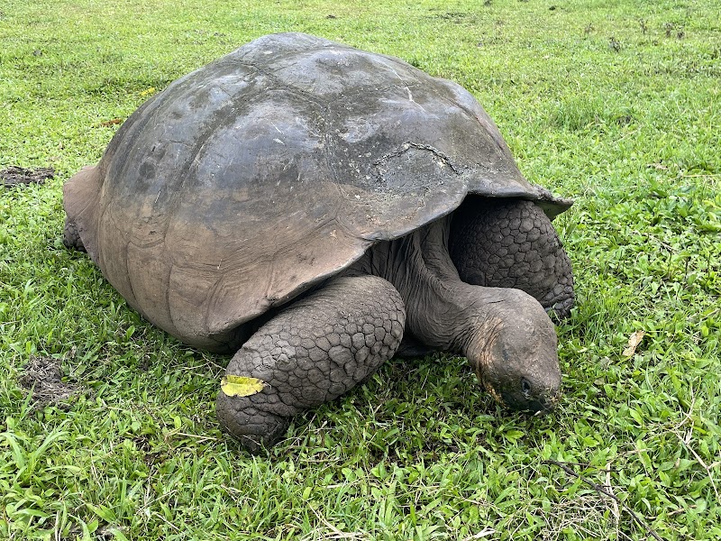 Santa Cruz Highlands Tortoises
