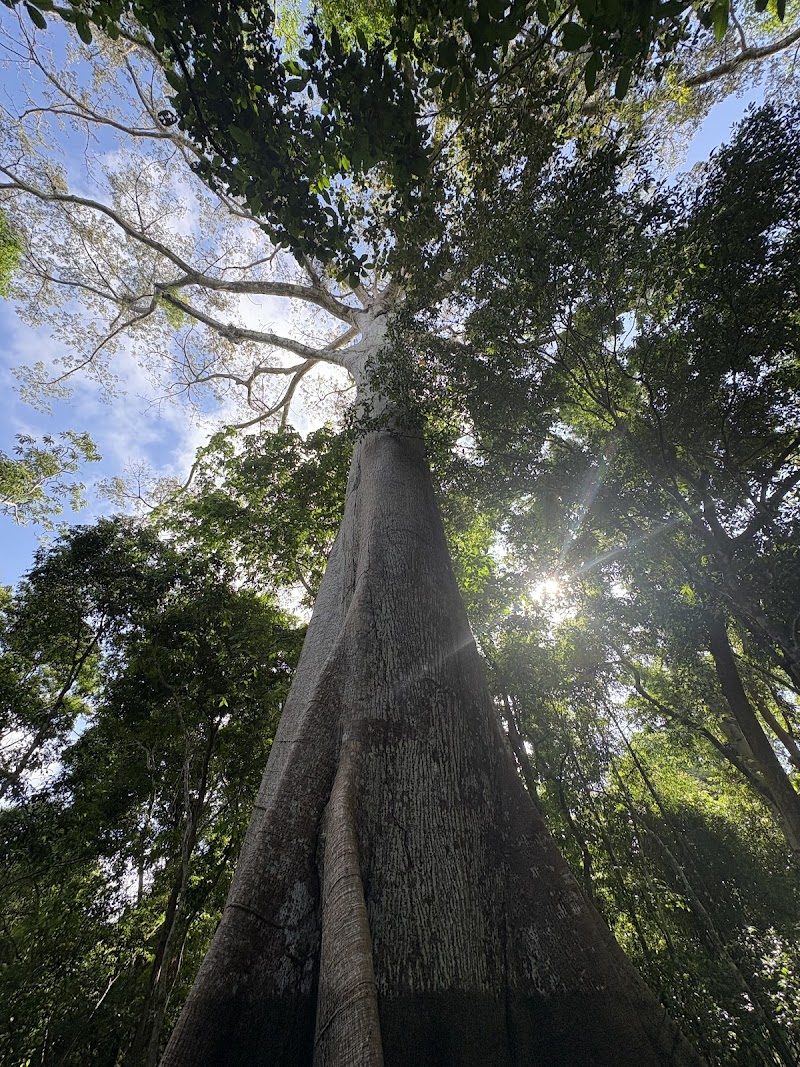 Amazon River Dolphin Watching