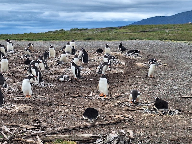 Penguin Colonies at Martillo Island