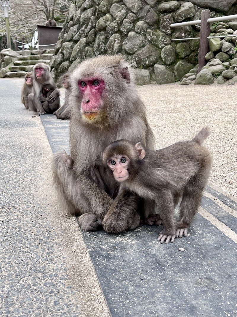 Takasakiyama Monkey Park