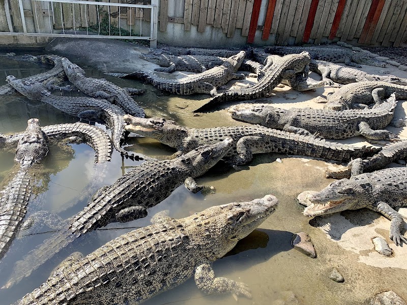 Kitsumaya Monkey Show