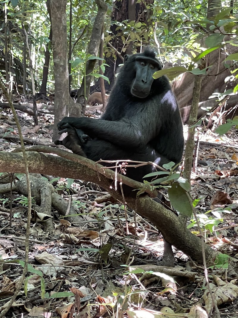 Tangkoko Nature Reserve
