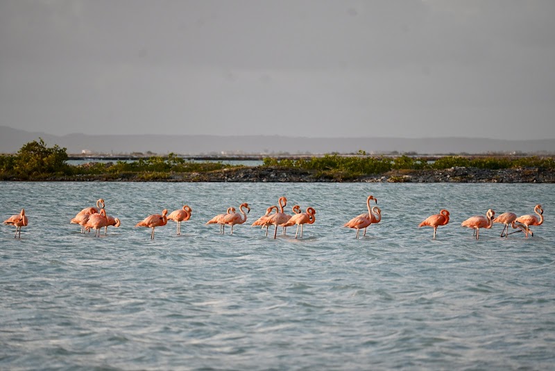 Flamingo Sanctuary