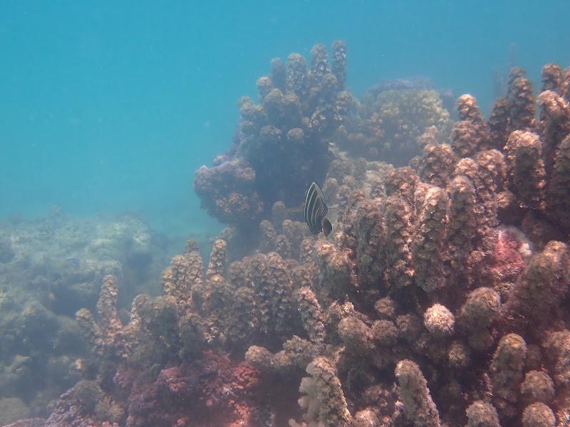 Coral Gardens