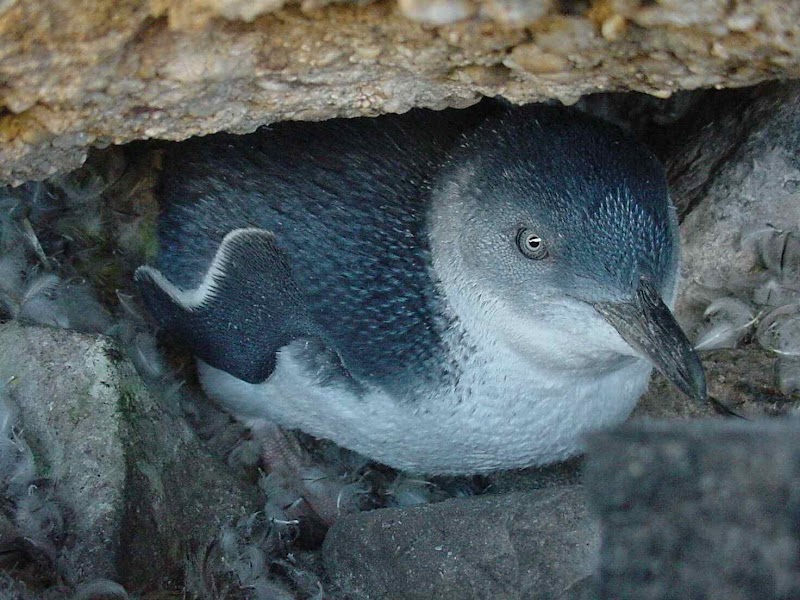 Little Penguin Observation Centre