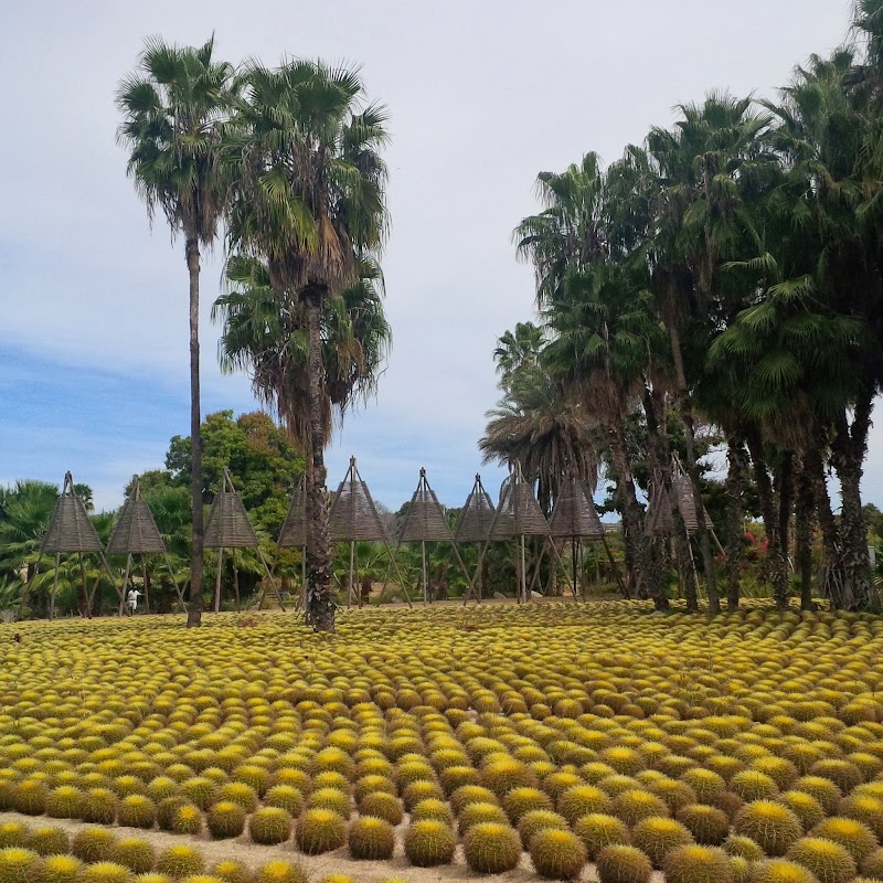Wirikuta Botanical Garden