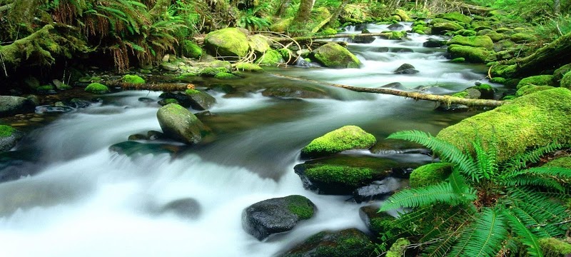 Daintree Rainforest Drive