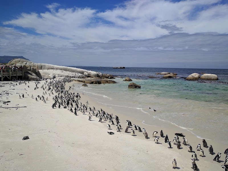 Boulders Beach Penguins