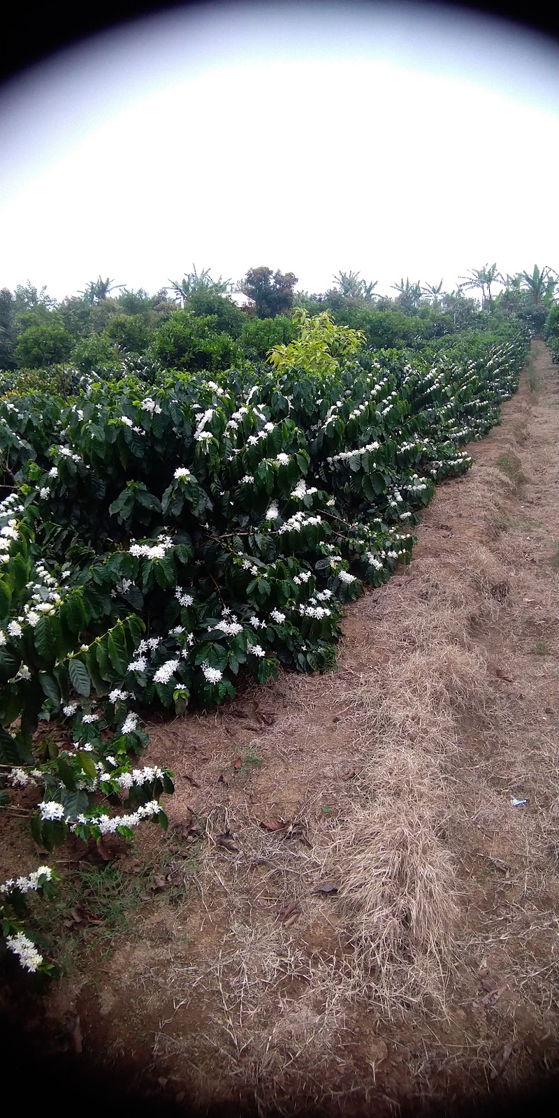 Organic Coffee Plantation