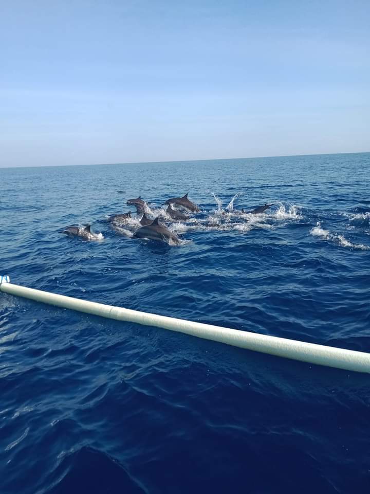 Lovina Beach Dolphin Watching