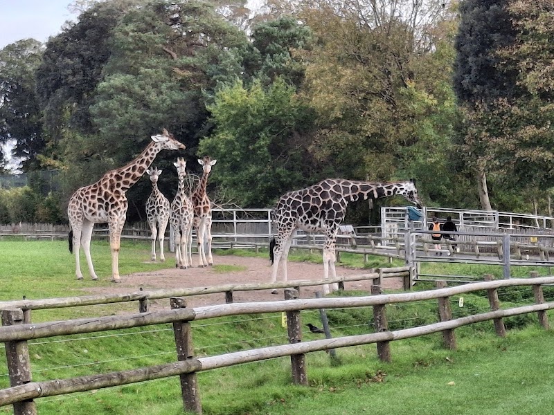 Fota Wildlife Park