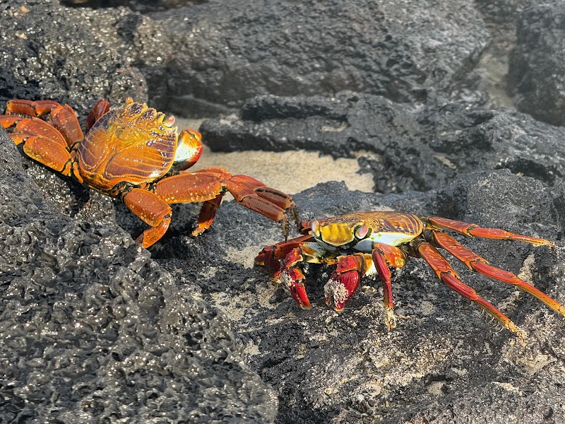 Floreana Flamingo Lagoon