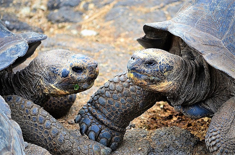 Devil's Crown Snorkel