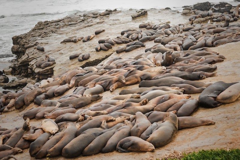 Sea Lion Rookery