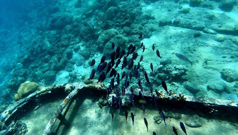 Snorkel at Tugboat Wreck