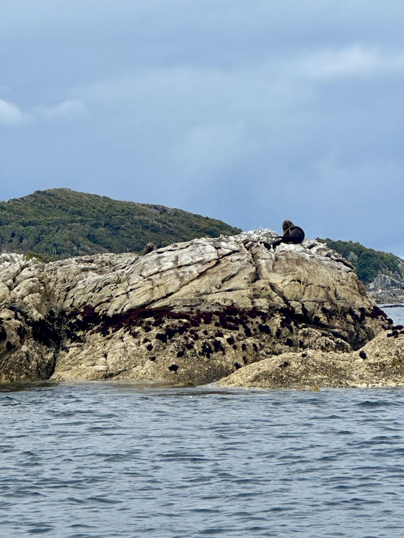 Cooper Island Seals