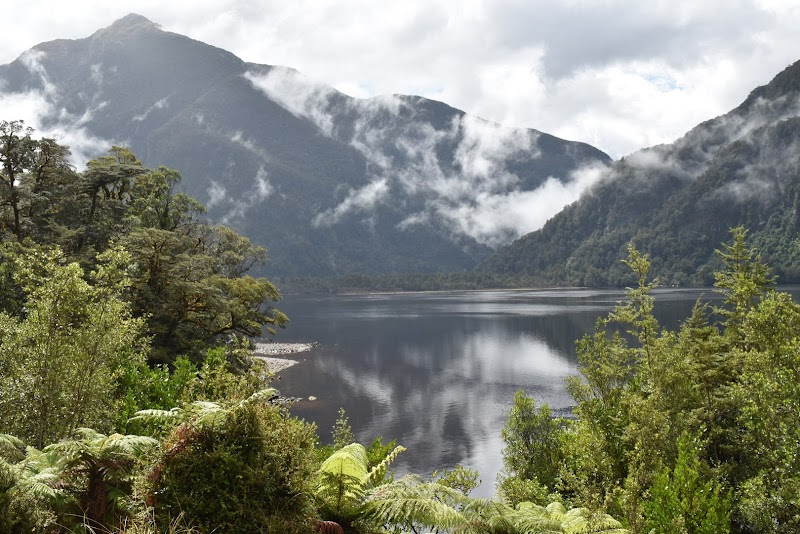 Thursday Cove Forest