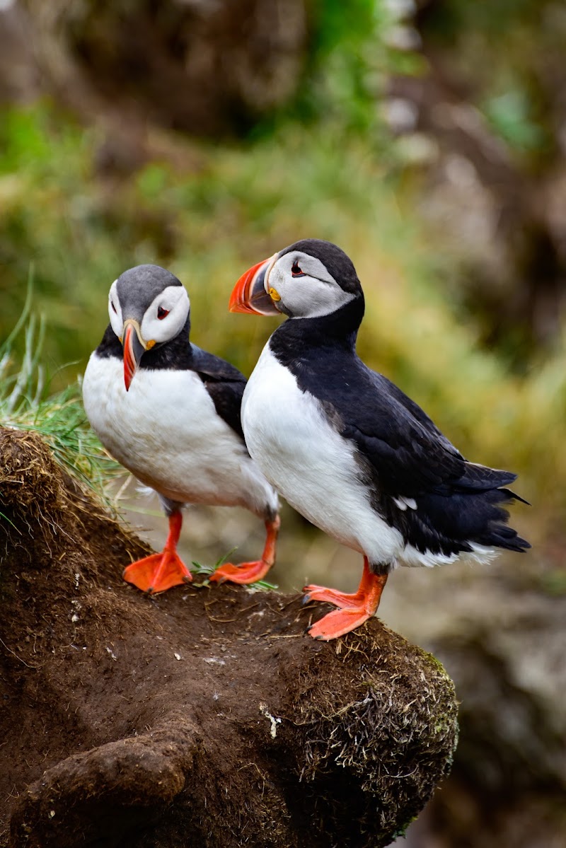Puffin Colony