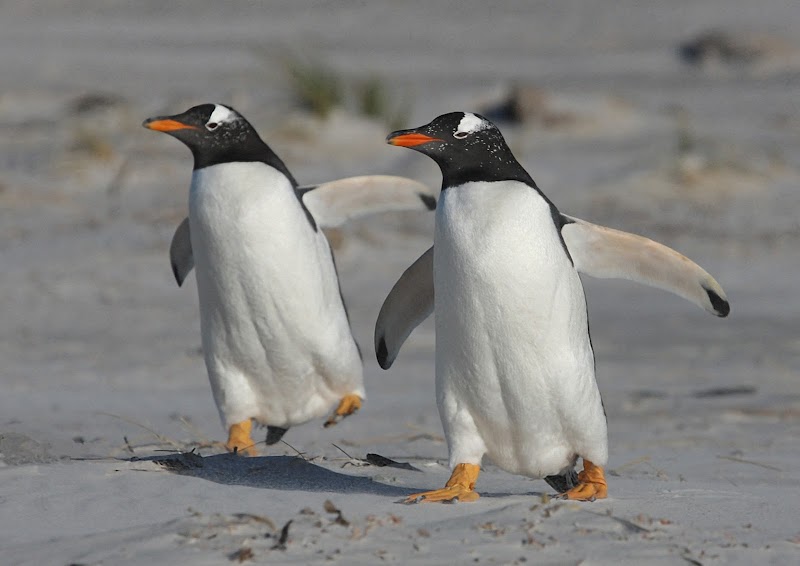 Gentoo Penguin Rookery