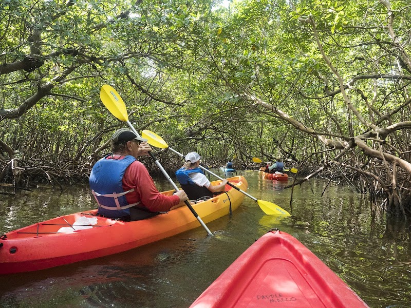 Mangrove Kayaking