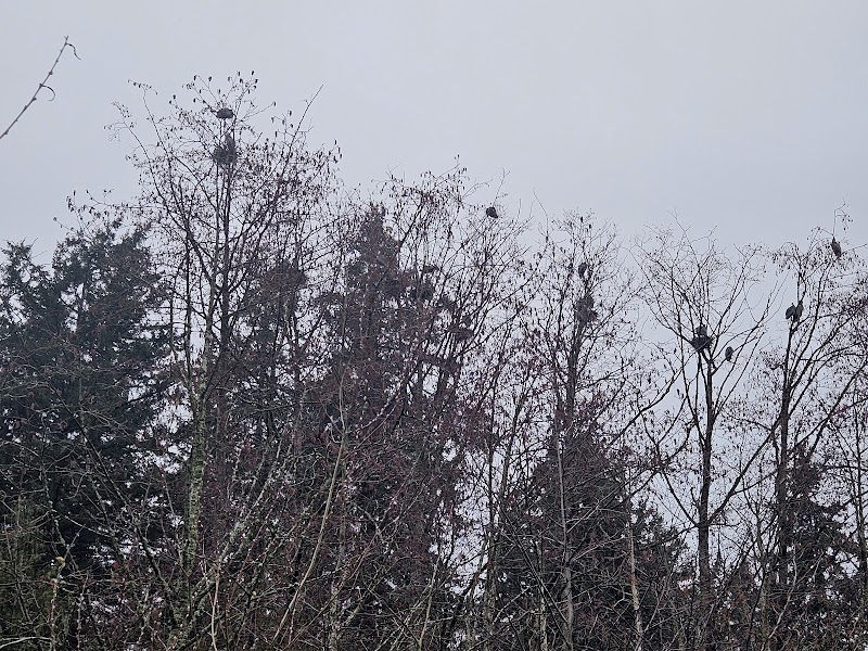 Heron Hunting Grounds