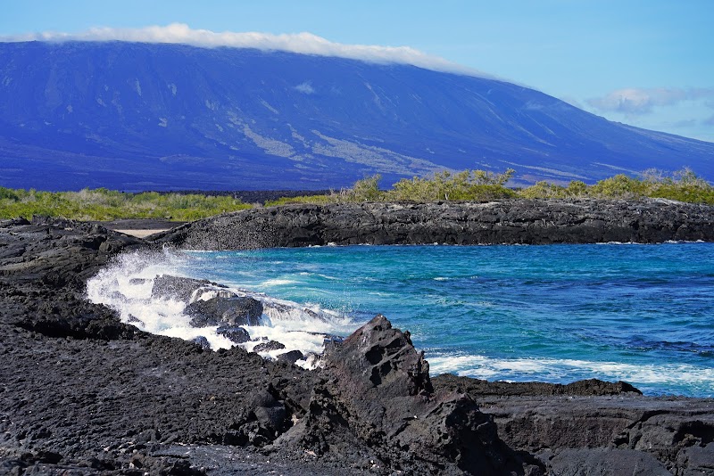Flightless Cormorants
