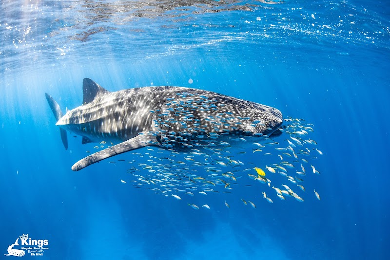 Ningaloo Reef Snorkel