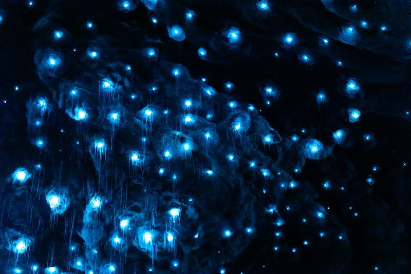 Glowworm Caves (Te Anau)