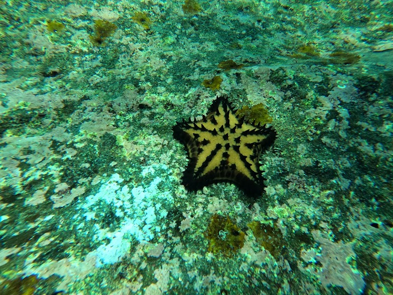 Snorkeling Gardner Bay