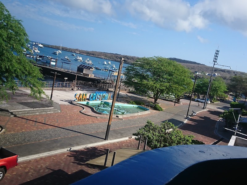 Waved Albatross Courtship