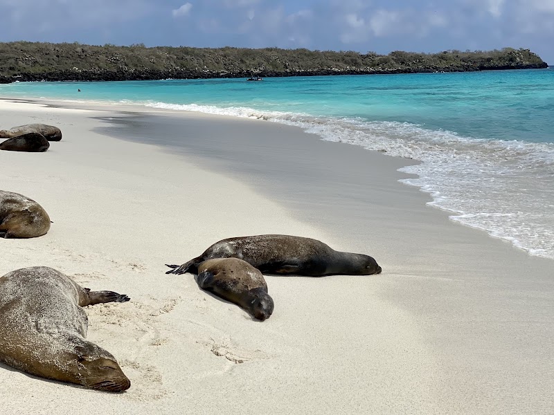 Gardner Bay Sea Lions