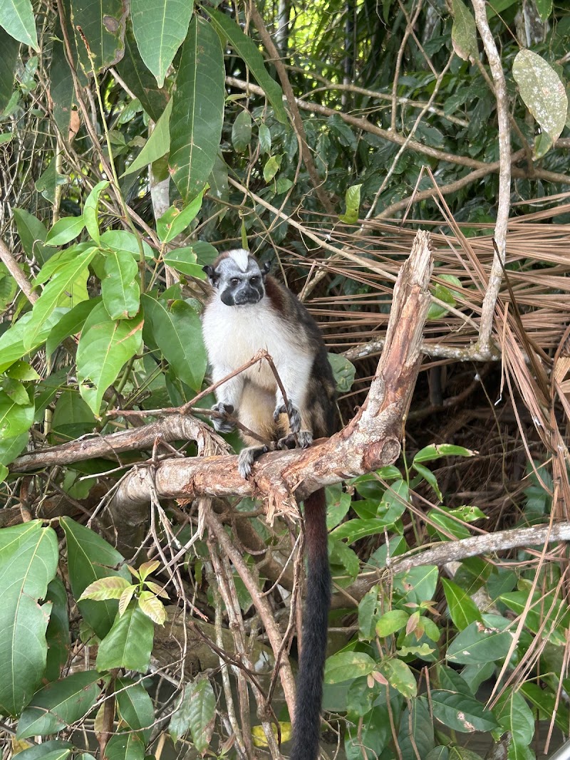 Gatun Lake Monkey Island Cruise