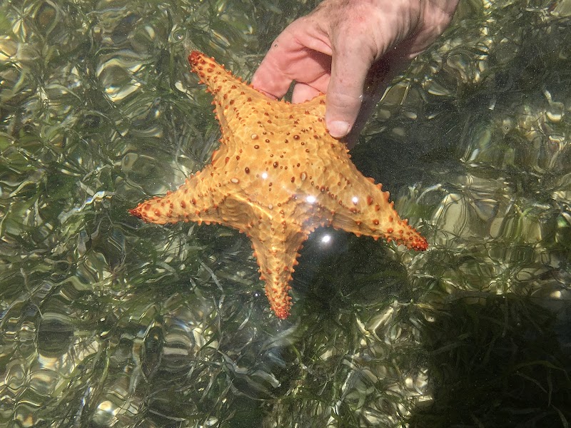 Starfish Point