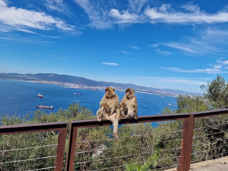Barbary Macaques
