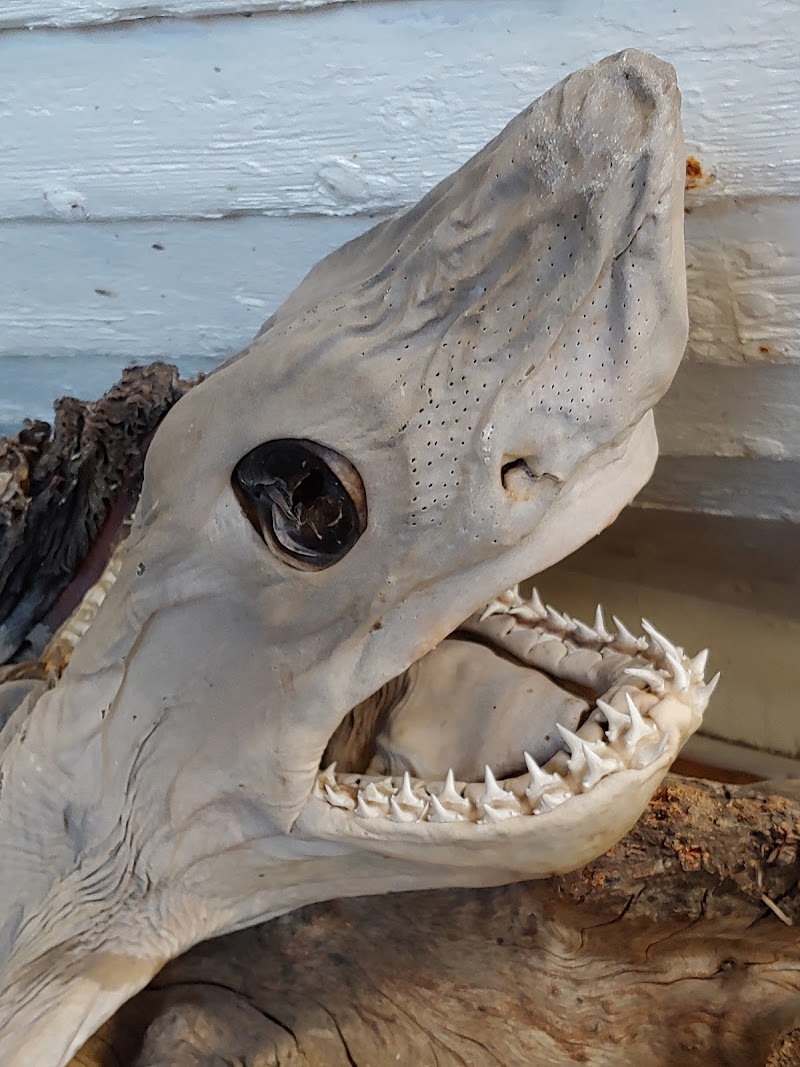 Bjarnarhöfn Shark Museum