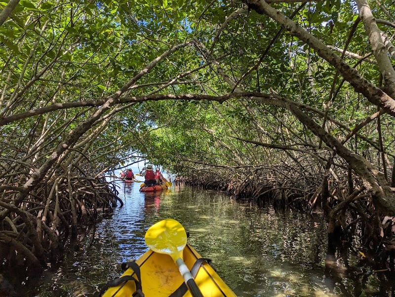 Mangrove Kayak Tours
