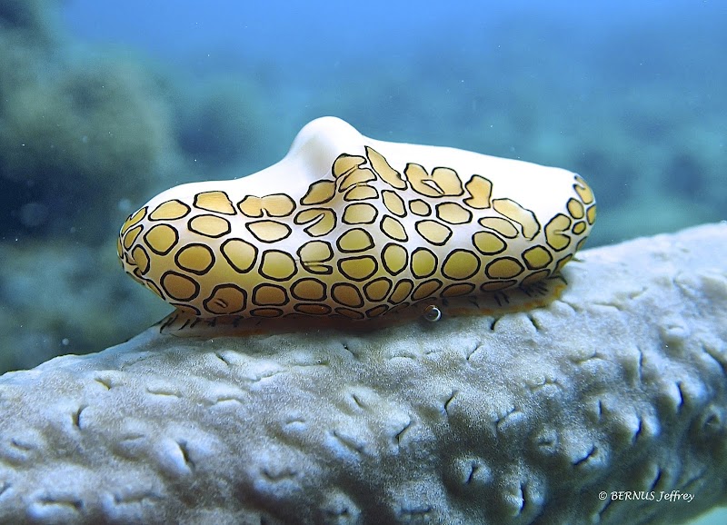 Basse-Terre National Park