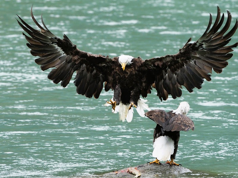 Alaska Bald Eagle Preserve
